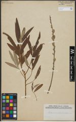 Foto von Salix viminalis L.